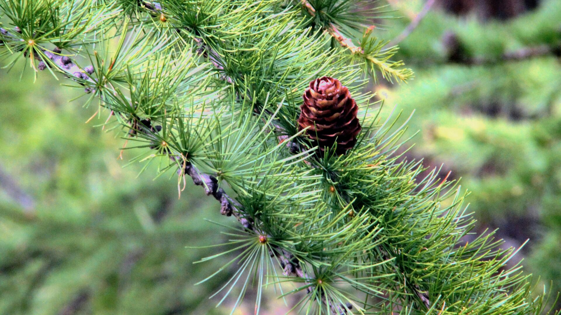 After: Porcelain Veneers